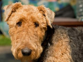 Race de chien : Airedale Terrier. Image du chien brun de face.